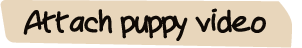 Attach puppy video