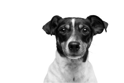Jack Russell puppy