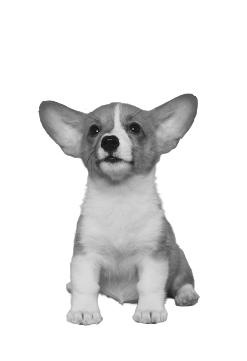 Corgi puppy