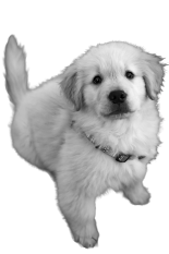 Golden retriever puppy